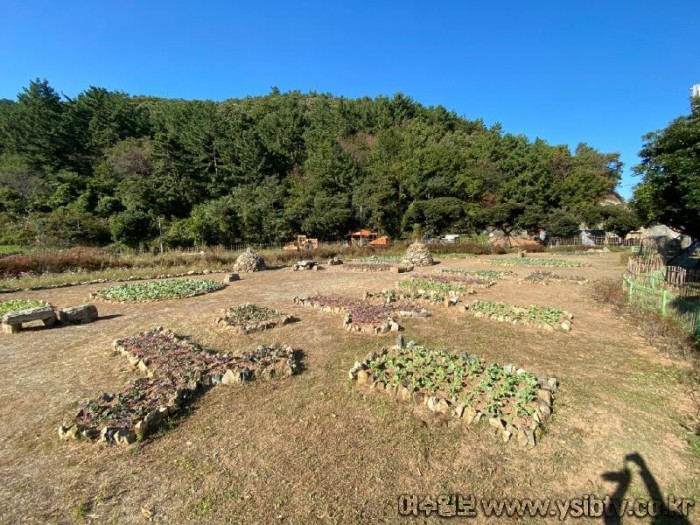 5-1. 여수시 돌산읍, “겨울 꽃 보고 코로나19 지친 일상에 위로를”.jpg