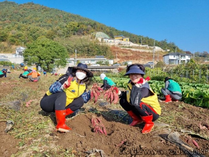 5. 여수시 소라면 갯노을봉사팀, 새마을회 농작물수확 및 나눔.jpg