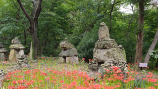 시민제보 - 가을이 성큼, 흥국사 돌탑공원의 꽃무릇 만개해