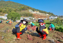 여수시 소라면 갯노을봉사팀, 새마을회 농작물수확 및 나눔