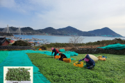 청정 농산물 ‘거문도해풍쑥’ 먹고, 면역력 ‘쑥쑥’ 키운다