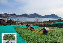 청정 농산물 ‘거문도해풍쑥’ 먹고, 면역력 ‘쑥쑥’ 키운다