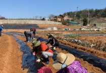 여천동 주민자치회, ‘사랑의 주말농장’ 감자 심기