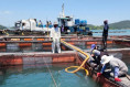 이번엔 라니냐, 여수시 적조·고수온 피해 대비 종합대책 수립