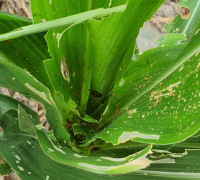 여수시, ‘열대거세미나방’ 성충 발견…옥수수 재배농가 주의