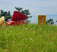 꽃섬 화정면 하화도 둘레길에 핀 코스모스 ‘눈길’