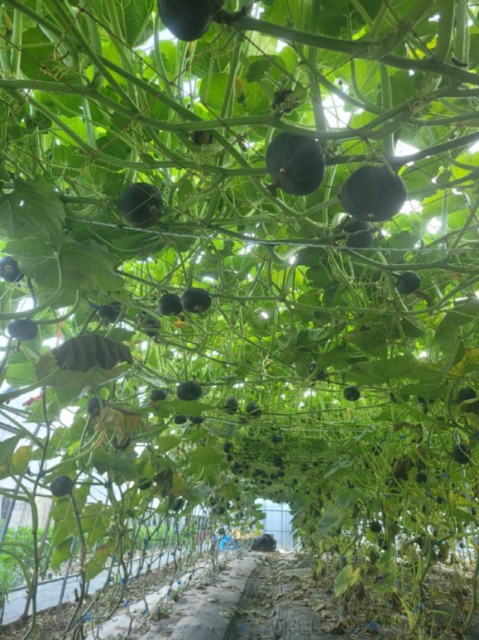 [크기변환]소라면 단호박 1.jpg