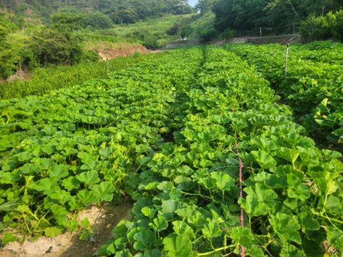 [크기변환]소라면 단호박2.jpg