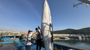 여수해상 암컷 밍크고래 정치망 그물에 죽은 채 발견